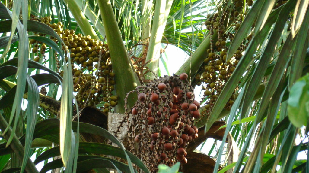 Árvore do Inaja | Foto: Rogério Mauro Machado Alves/Embrapa