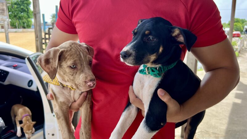 Bairro Infraero 1 recebe Vacinação Antirrábica Itinerante até sexta-feira (29)