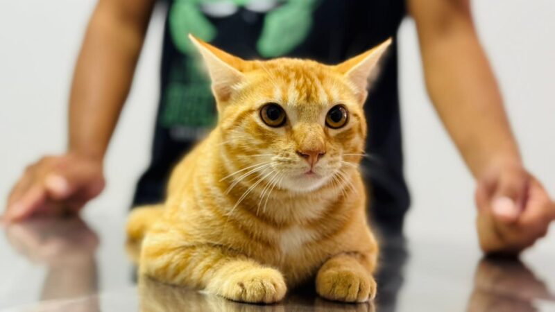 Castramóvel retoma atendimentos após recesso de fim de ano