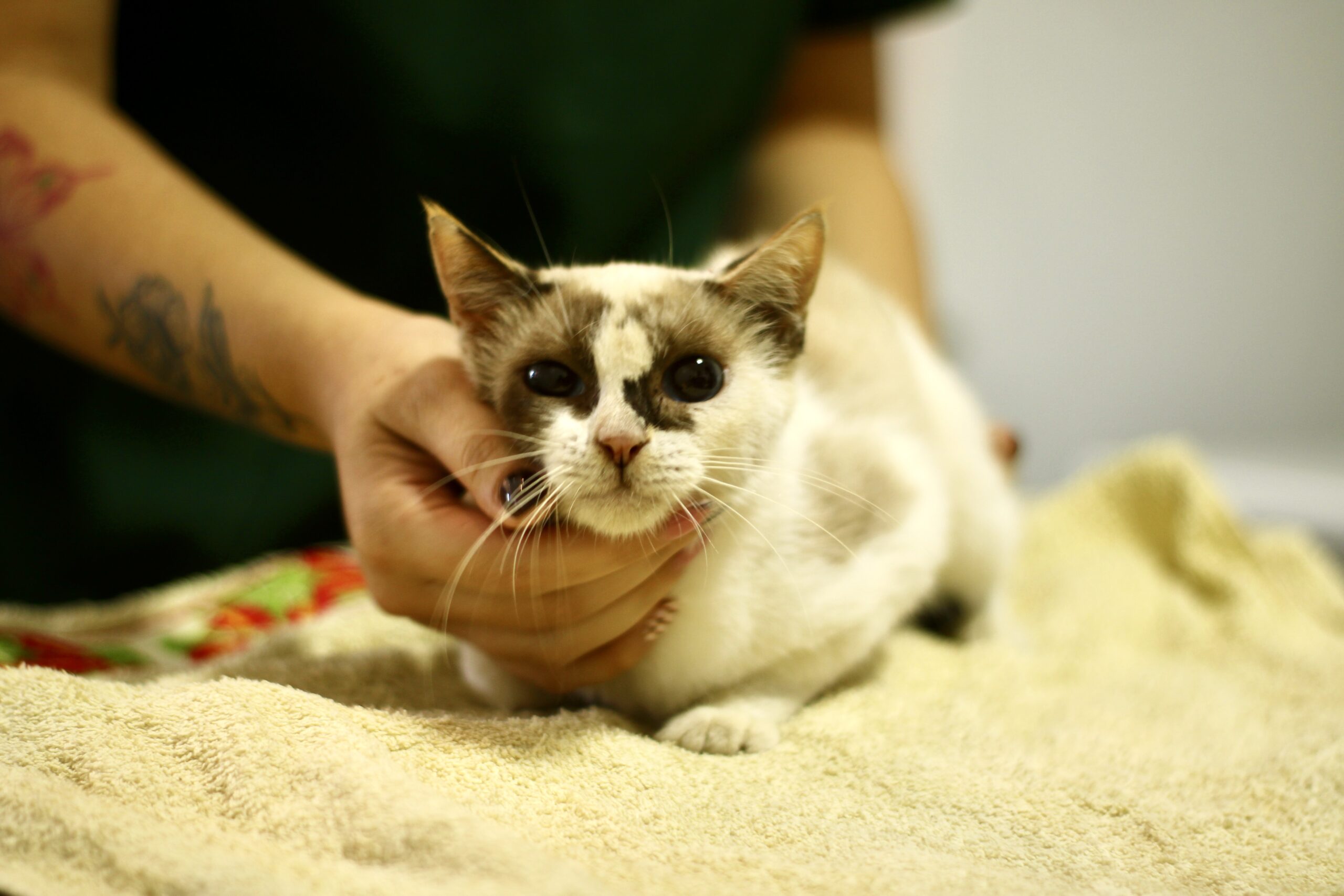 Castramóvel: Serviço garante castração gratuita para felinos em Macapá